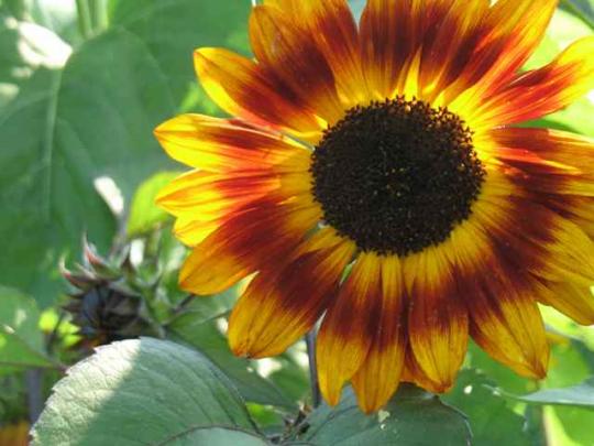 A Recipe for Hope and Snow Day Soup, 