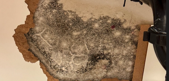 Toxic Mold Exposure Detox Program - Dr. Katherine Echo Kim, L.Ac. in Westport, Fairfield, CT