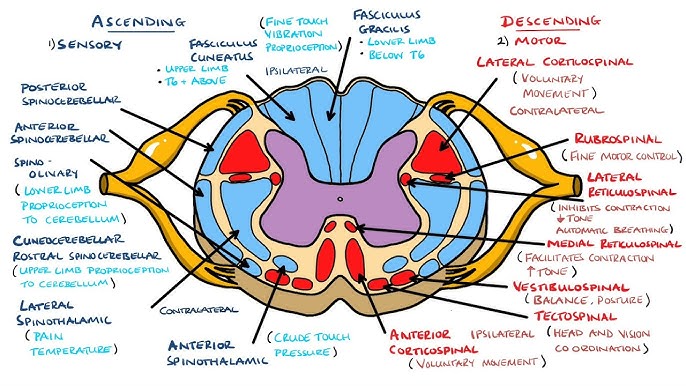 spinal cord tracks. cross section of spinal cord