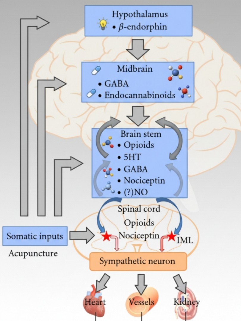 Painless Acupuncture Clinic in Huntington Beach, California