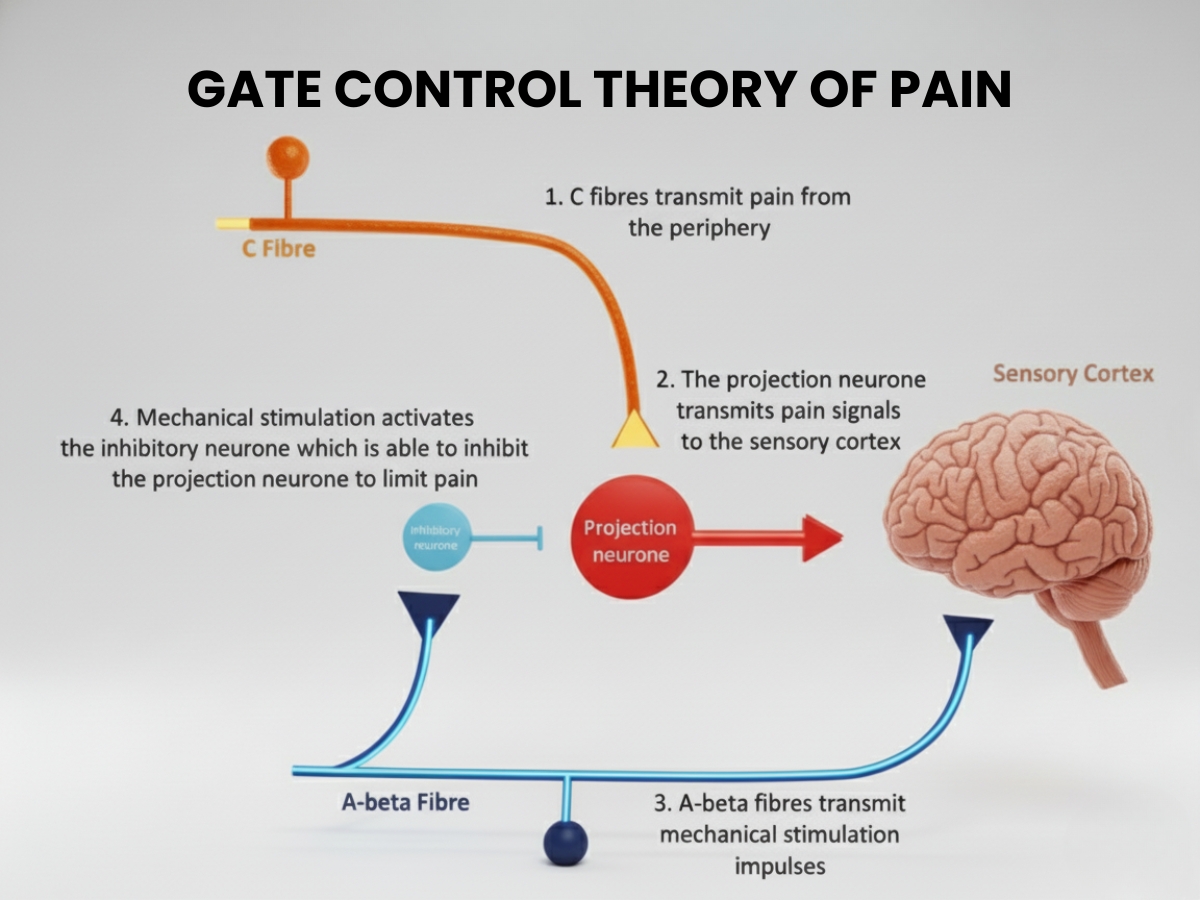 Dr. David Dung Phan offers Acupuncture, Herbal Medicine, Pain Management in Huntington Beach, California