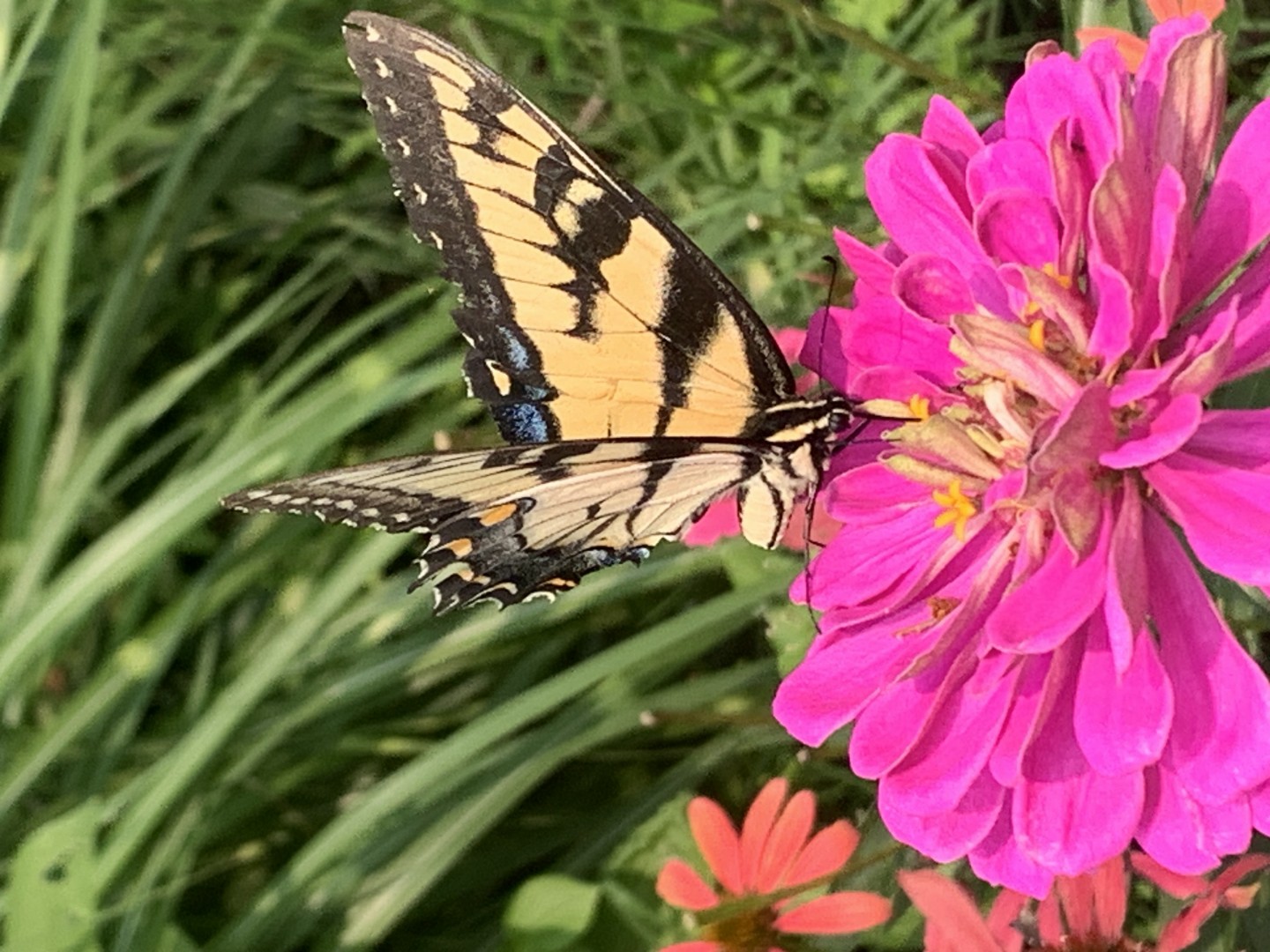 Perilla Wellness offers Acupuncture , Massage, Therapy, Reiki in Arnold, MD