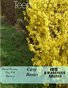 Teen Light-Issue 3-April