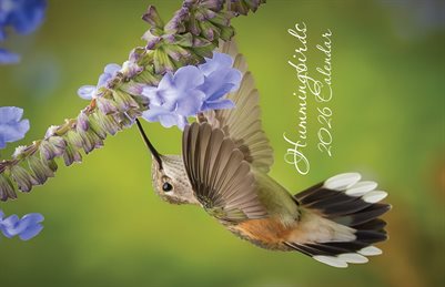 2026 Hummingbirds One Calendar - 11 x 17"