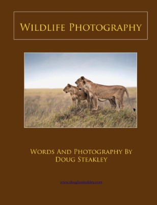 Wildlife Photography