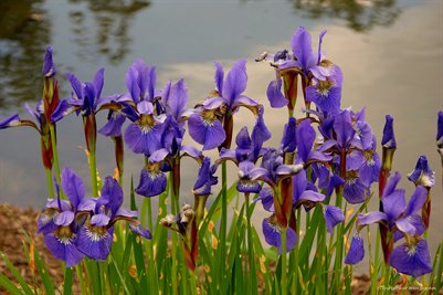 Iris Pondside Fine Art Poster