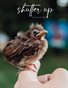 Shutter Up Magazine Flash Birds Issue