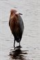 Red Egret 2