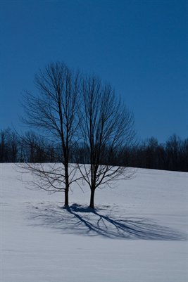 Winter Trees