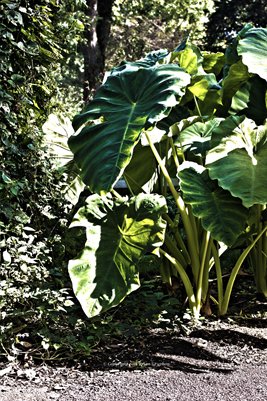 Taro 375hdr Fine Art Poster