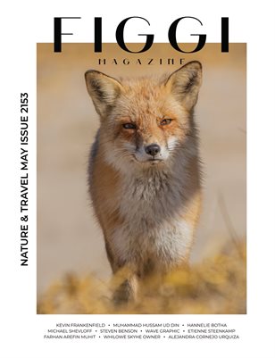 Publication preview