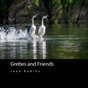 Grebes and Friends Sq