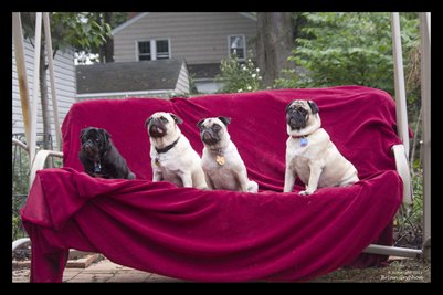 4 Perching Pugs