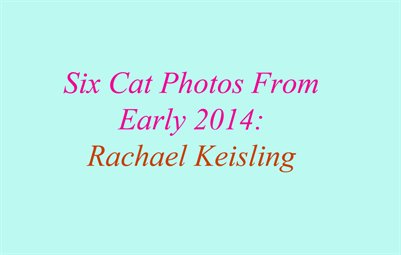 Six Cat Photos From Early 2014