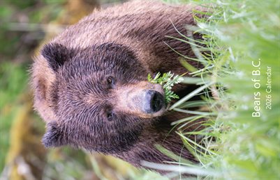 Bears of BC 2026 Calendar