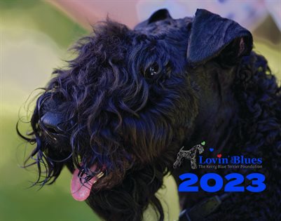 Lovin' The Blues with the Kerry Blue Terrier Foundation Calendar 2023