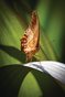Butterfly on a leaf