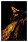 Eiffel Tower at Night (Poster)