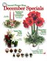 December Flower Specials