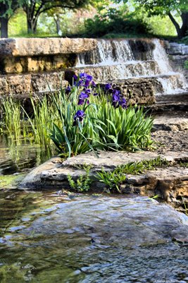 Iris 1315hdr Fine Art Poster