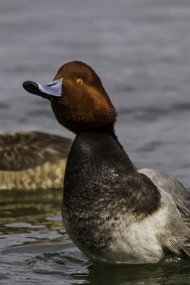 Enlargement - Inner Duck #1