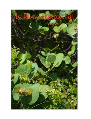 Les Foliage Issue Huit