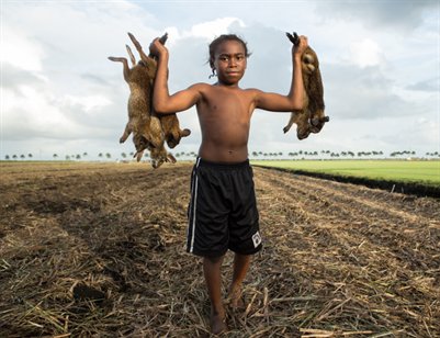 Cane Fire Rabbit Hunting in Pahokee