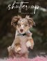 Shutter Up Magazine Flash Open Issue January 2024
