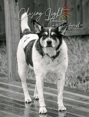 Chasing Light | Issue 281 | Animals