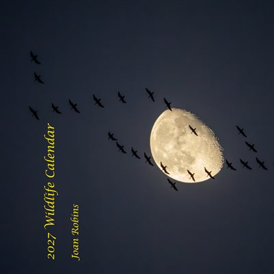 2027 Wildlife Calendar