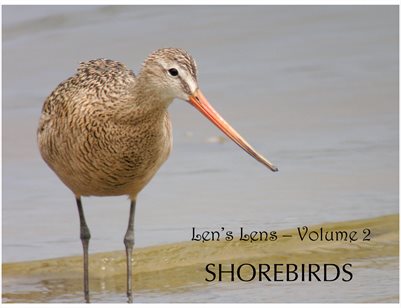 Len's Lens - The Shorebirds