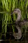 Reflected Duck