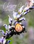Chasing Light | Nature | August 2026
