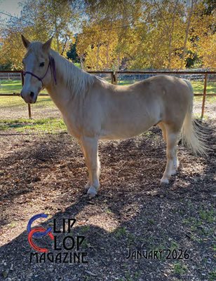 Clip Clop Magazine - Jan. 2026 Vol.15#8