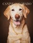 Canine Colorado: Labradors!
