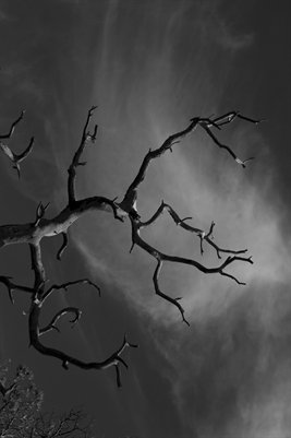 Black and White Chircahua Tree