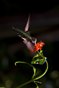 Enlargement Hummingbird at Flower