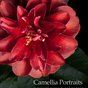Camellia Portraits