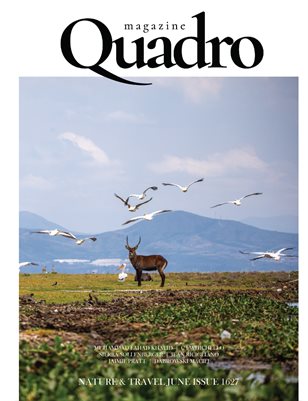 Publication preview