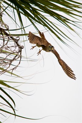 Falcon in Flight