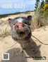 The Oink Daily - Summer 19
