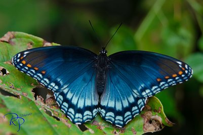 Blue Butterfly - Limenitis arthemis astyanax