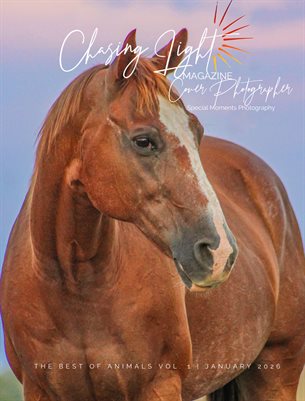 Chasing Light | The Best of Animals Vol 2 | December 2025