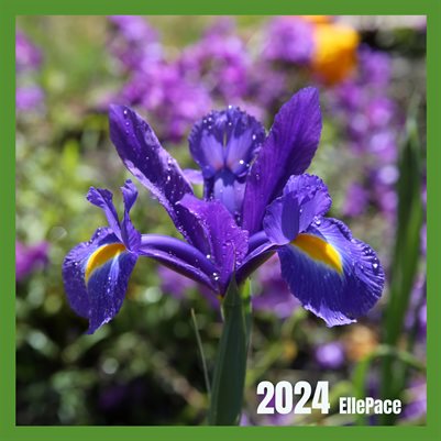 2024 Flower Calendar from Artist Elle Pace