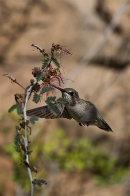 Humming bird at flower 2