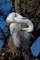 Sleeping Egret