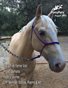 August 2019 Pony Pals Magazine - Vol.9#3
