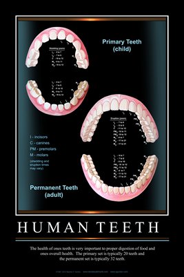 "HUMAN TEETH" - (black) Dental Wall Chart DWC305