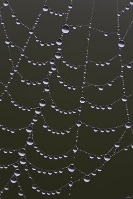 Wet Web 1