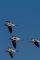 Avocet 2